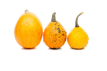 set of small pumpkins isolated on white background