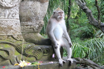 Singe Bali Ubud offrande