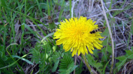 dandelion