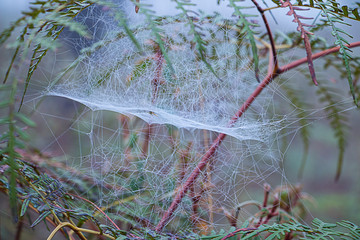Spider web on the tree.