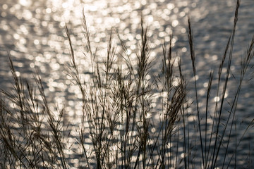 Grass and sunlight bokeh background on the sea.
