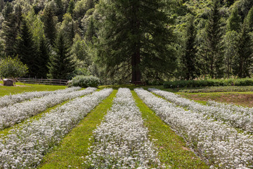 cultivation of edelweiss flowers in mountain