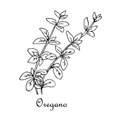 Oregano, doodle sketch