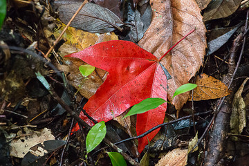 Red maple leaf on the ground.