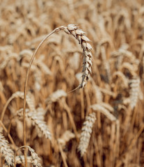 Wheat field. Ears of golden wheat. Rich harvest.