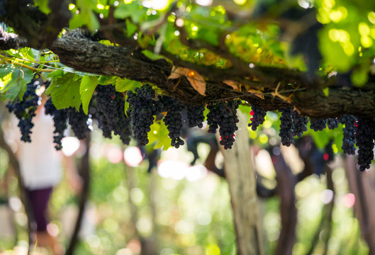  Bunches of Tinta Negra Mole grapes on pergola  in Estreito  de Camara  de Lobos on Madeira. Portugal
