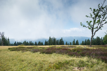 Slovenia landscape - field and pine forest