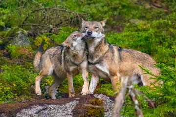 Naklejka na ściany i meble The gray wolf or grey wolf (Canis lupus) standing on a rock
