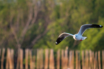 Seagull on the mangroves.