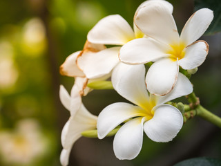 Fototapeta na wymiar bouquet white plumeria on blurred background