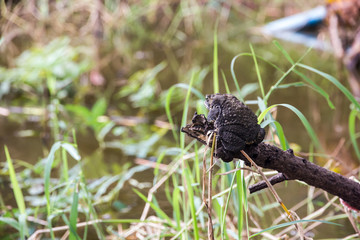 toad sitting on the dead branch