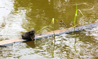 toad sitting on timber float in water