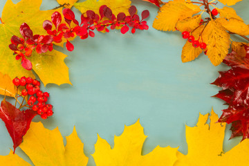 Fall yellow maple leaves and red berries frame on blue background