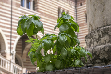 Thai basil leaves, common basil healthy herb in the pot with Verona Italy historic background