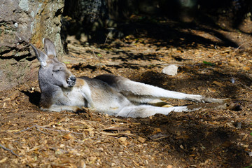 A grey kangaroo sleeping on the ground in Australia