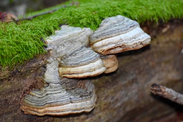 Champignons sur tronc d'arbre 