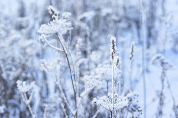 Winter landscape with snow-covered grass