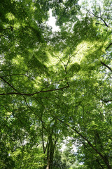 下鴨神社　糺ノ森