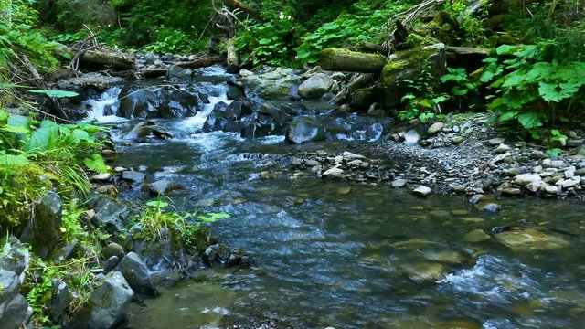 4K. Sunny   mountain  stream  in wood  with stones and green moss. 
