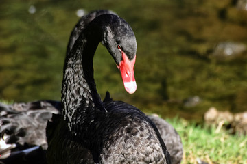 Black swan 3