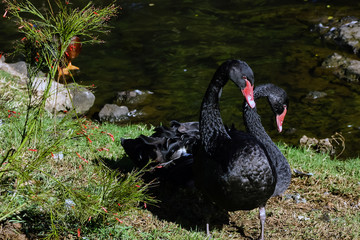 Black swan 4