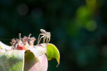 Spyder