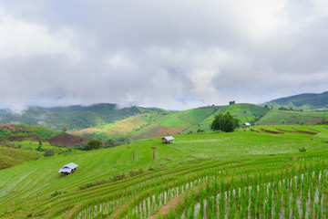 Fototapeta na wymiar view of green rice fields terrace mountain with cottage in countryside Land with grown plants of paddy and sea of fog at Pa Pong Piang, Thailand