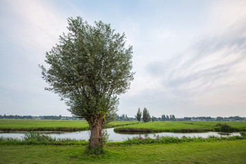 Obraz premium Willow tree in Dutch polder landscape