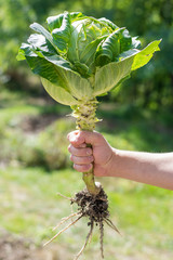 cabbage bouquet