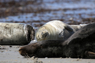 Fototapeta premium Müde Robbenkolonie
