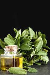 Fresh sage leaves. Italian herbs. Oil for food.