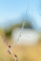 Close up view of the strings of a spiders web. Spider web with colorful background, nature series