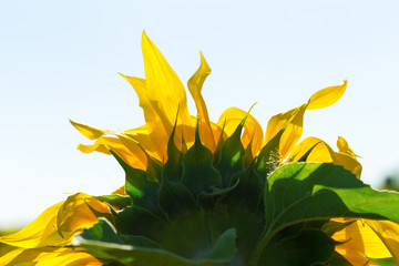 yellow sunflower