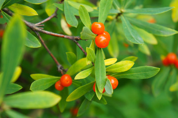 Daphne giraldii green srub with orange berries