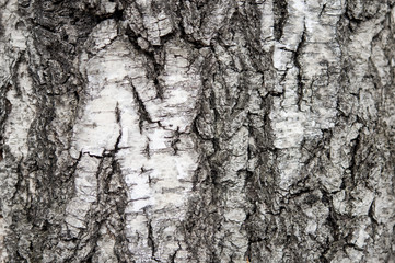Bark of birch close up.
