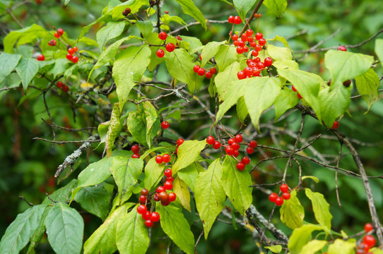 Lonicera xylosteum or european fly honeysuckle or dwarf honeysuckle or fly woodbine many red berries with green