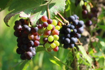 ripe grapes