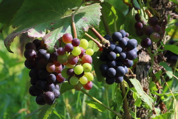 ripe grapes