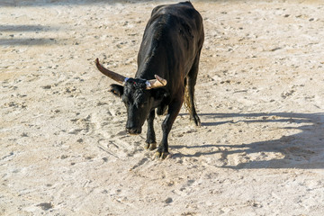 Course Camarguaise.