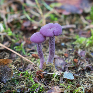 Laccaria amethystina, commonly known as the amethyst deceiver
