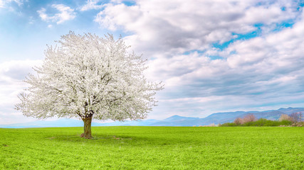 Fototapeta na wymiar Flowering fruit tree cherry blossom. Single tree on the horizon with white flowers in the spring. Fresh green meadow with blue sky and white clouds.
