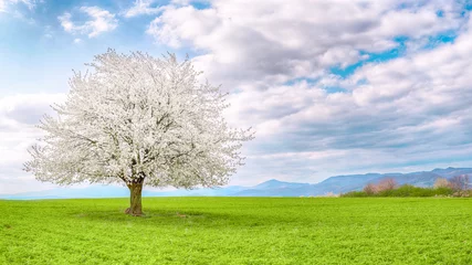 Cercles muraux Fleur de cerisier Flowering fruit tree cherry blossom. Single tree on the horizon with white flowers in the spring. Fresh green meadow with blue sky and white clouds.