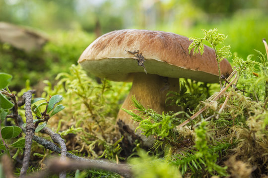 Ripe mushroom boletus among forest vegetation