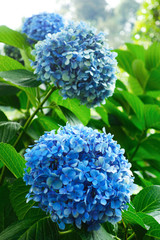 Blue hydrangea  flowers
