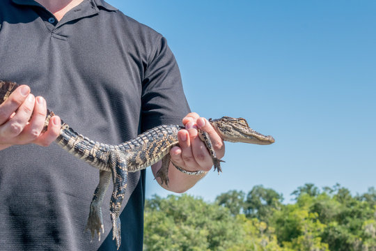 Man holding baby alligator in Louisiana bayou