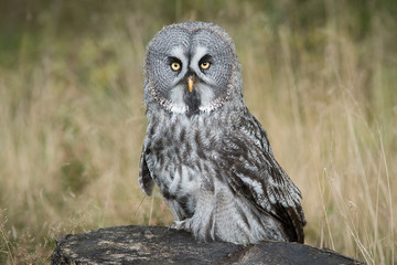 A full length portrait of a great grey owl perched on a tree stump staring forward at the camera