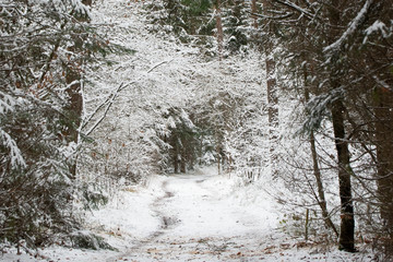 Winterwald