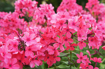Many pink or red plohx flowers with green 