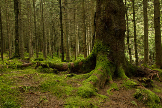 Roots of a big tree with green moss  in a deep green forest near Bergen, Norway