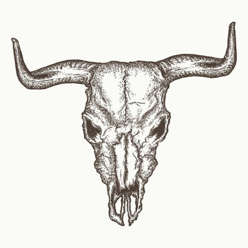 Bull skull vector. Bison buffalo skull hand drawn vintage vector